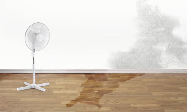 Best Water damage contractors near me  in Canal Fulton, OH